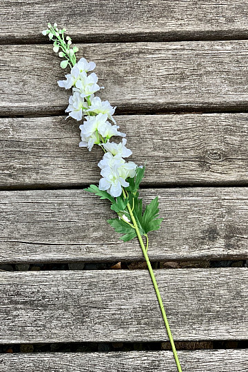 Delphinium biały 79 cm