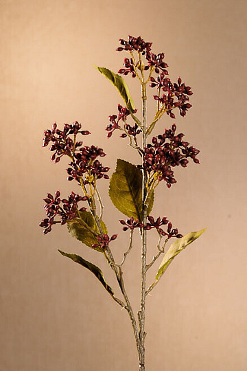 SUCHA VIBURNUM TINUS 58 cm bordowa
