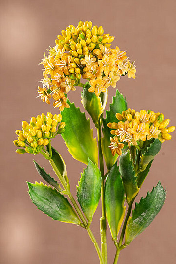 KALANCHOE ŻÓŁTY