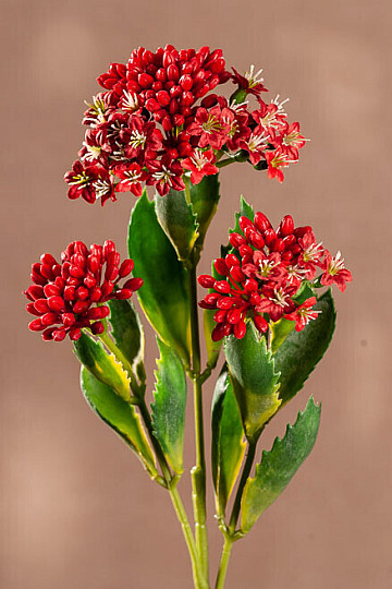 CZERWONY KALANCHOE