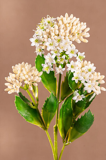 KALANCHOE BIAŁY