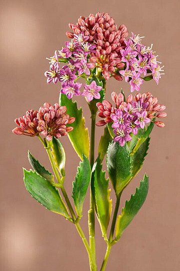 FIOLET KALANCHOE