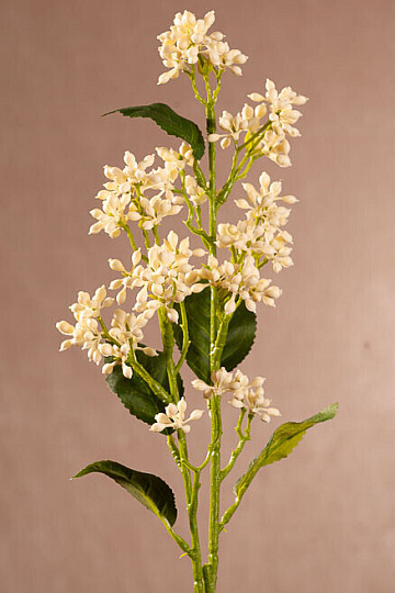VIBURNUM TINUS WHITE