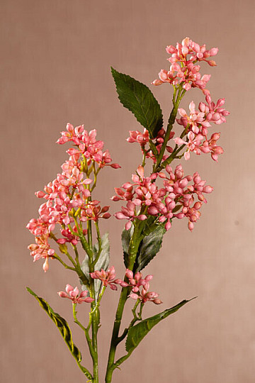 VIBURNUM TINUS RÓŻ