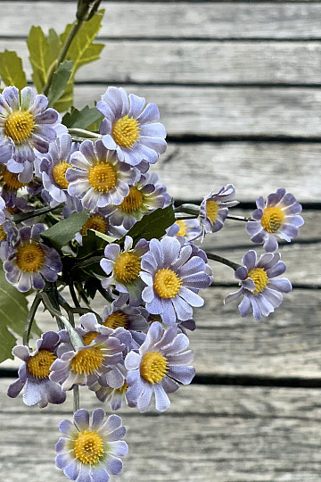 MINI DAISY NIEBIESKA