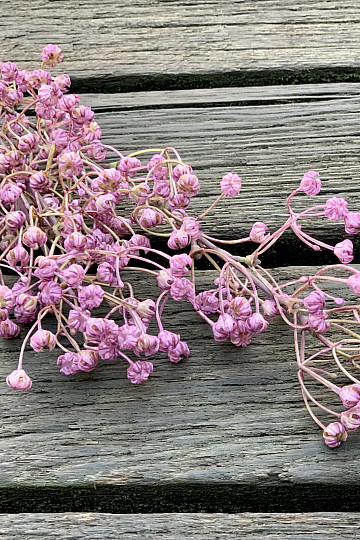 Gipsówka purpurowa