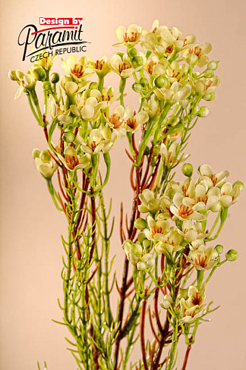 Woskowina żółta 78 cm