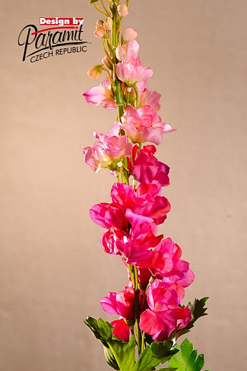 Delphinium bordowy 79 cm