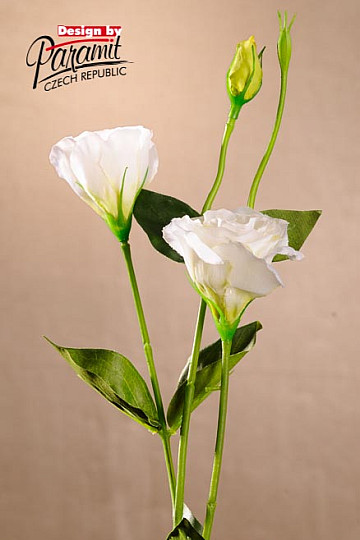 Lisiantus biały 67 cm