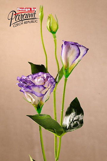 Lisiantus biały niebieski 67 cm