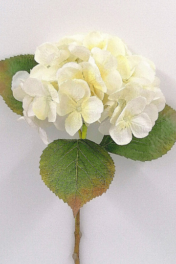 Hortensja biała 48 cm