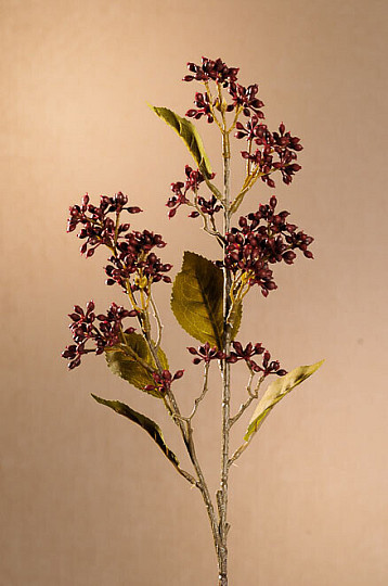 SUCHA VIBURNUM TINUS 58 cm bordowa