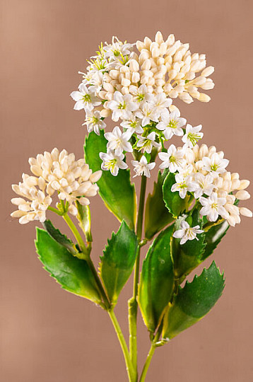 KALANCHOE BIAŁY
