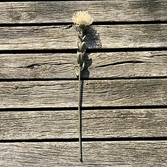 SUSZONA MAŁA PROTEA BIAŁA