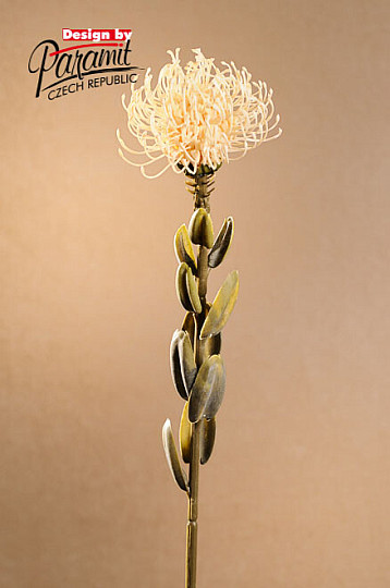 SUSZONA MAŁA PROTEA BIAŁA