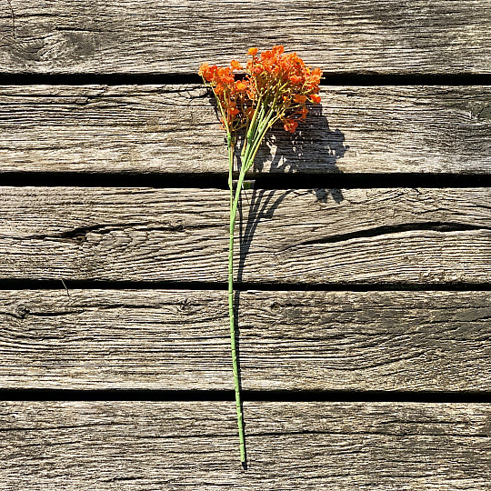 GIPS W SPRAYU POMARAŃCZOWY