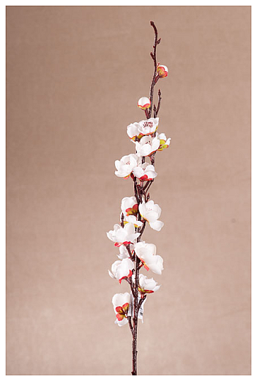 WIOSNA BIAŁA WIŚNIA