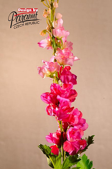 Delphinium bordowy 79 cm
