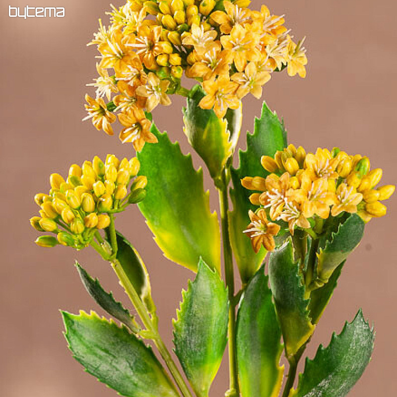 KALANCHOE ŻÓŁTY