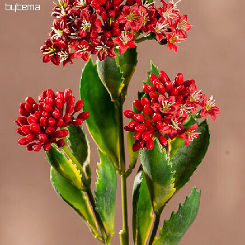 CZERWONY KALANCHOE