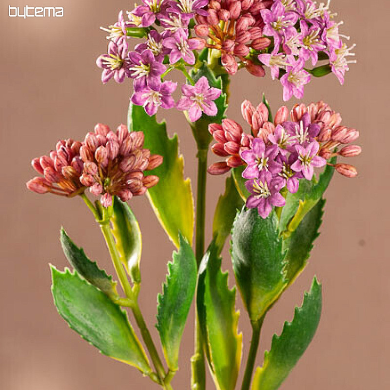 FIOLET KALANCHOE