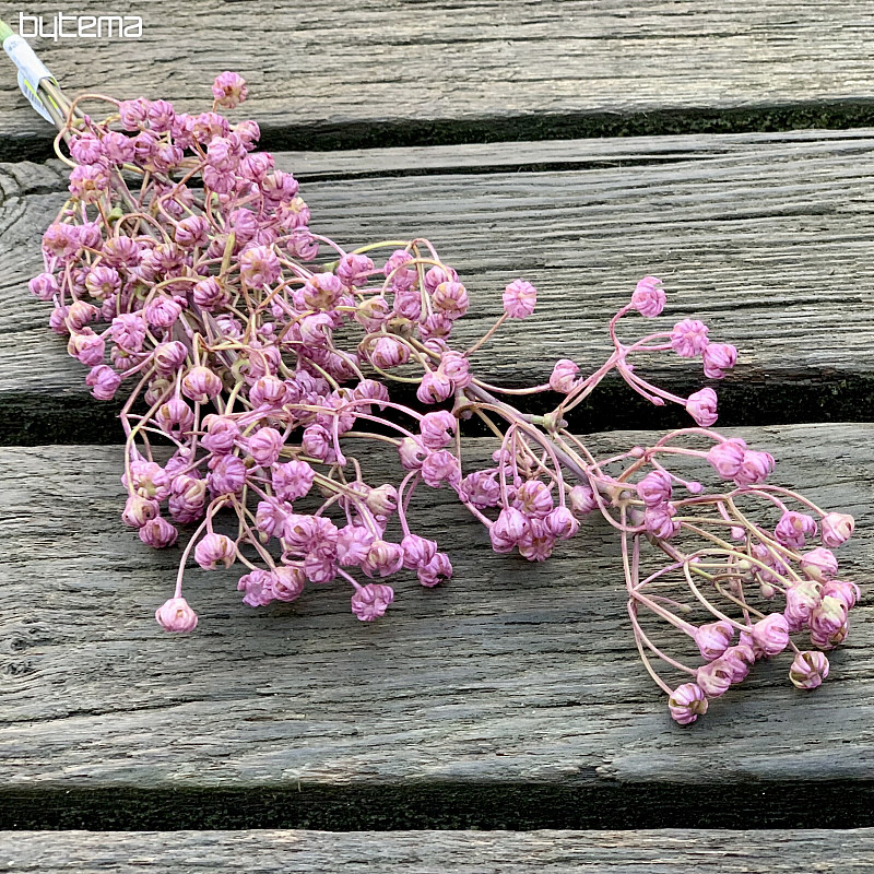 Gipsówka purpurowa