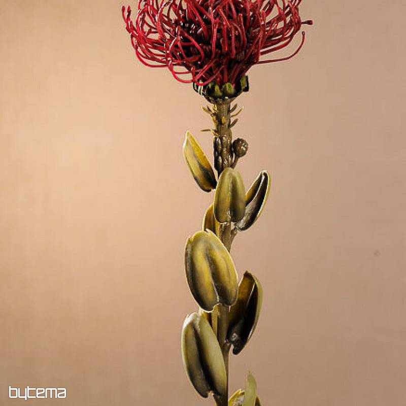 SUSZONA MAŁA PROTEA CZERWONA