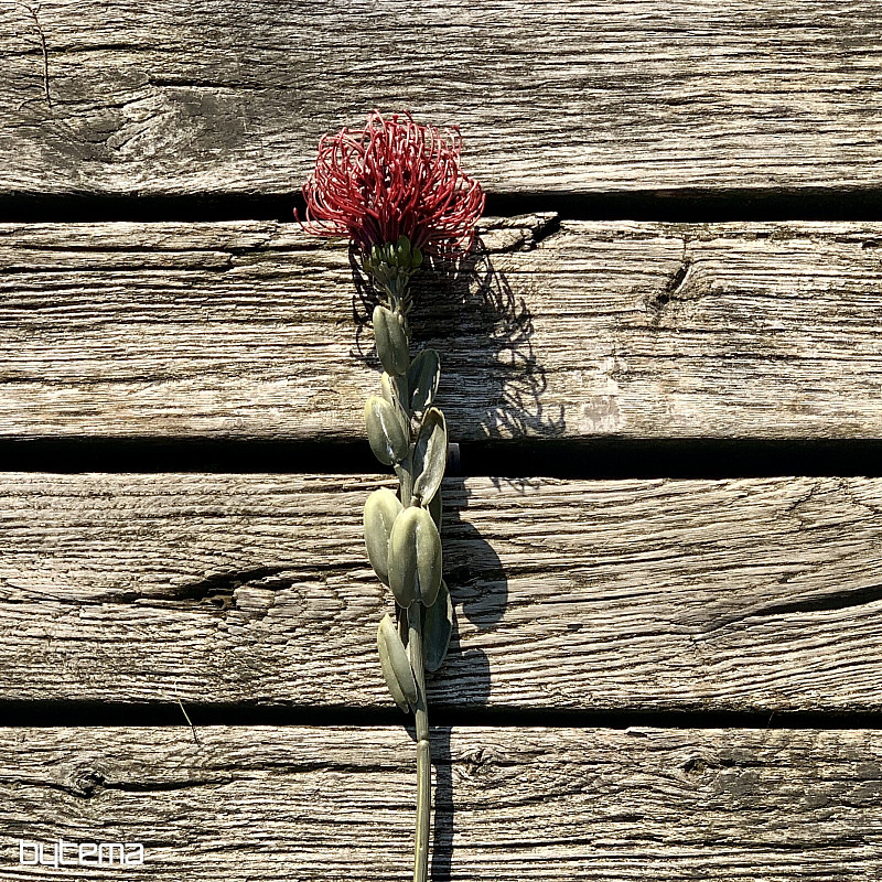 SUSZONA MAŁA PROTEA CZERWONA