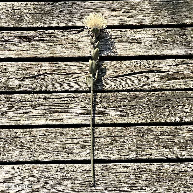 SUSZONA MAŁA PROTEA BIAŁA