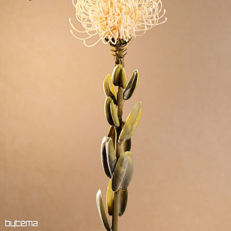 SUSZONA MAŁA PROTEA BIAŁA