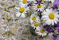 Wiosenne kwiaty pełne kolorów i zapachów