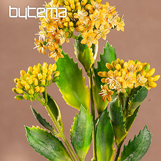 KALANCHOE ŻÓŁTY