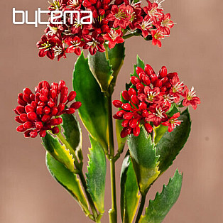 CZERWONY KALANCHOE
