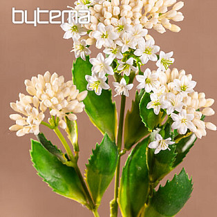 KALANCHOE BIAŁY