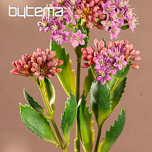 FIOLET KALANCHOE