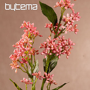 VIBURNUM TINUS RÓŻ