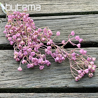 Gipsówka purpurowa