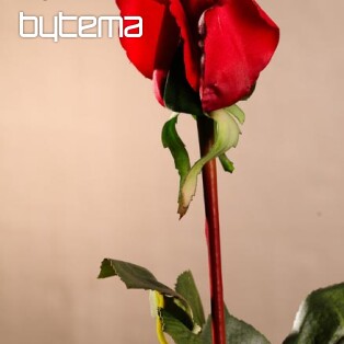 Pąk róży czerwony 70 cm
