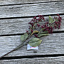 SUCHA VIBURNUM TINUS 58 cm bordowa