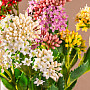 FIOLET KALANCHOE
