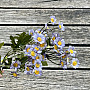 MINI DAISY NIEBIESKA