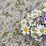 Obrus i szalik Daisies