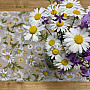 Obrus i szalik Daisies