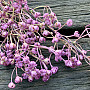 Gipsówka purpurowa