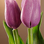 Tulipany mieszają kolory