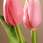 Tulipany mieszają kolory