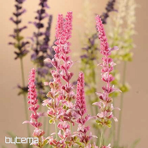 Wiązka Garden Lawenda 46 cm fioletowa