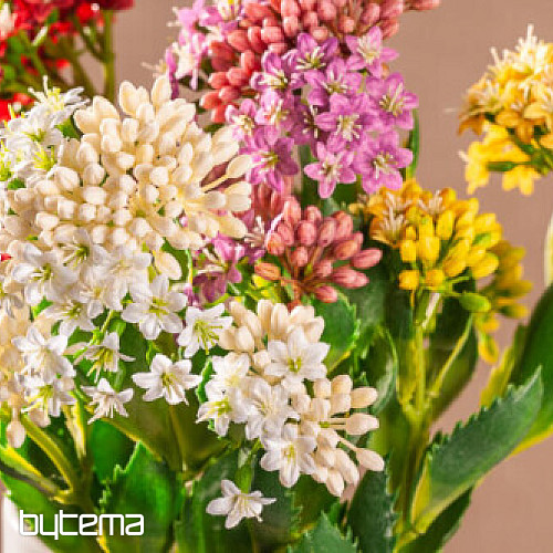 CZERWONY KALANCHOE