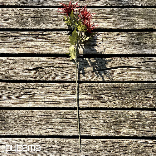 SUSZONY DZIKI OSTRZEŻ MORSKI CZERWONY