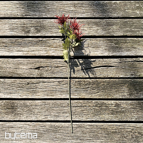 SUSZONY DZIKI OSTRZEŻ MORSKI CZERWONY